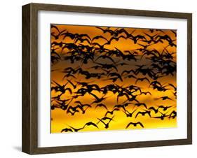 Snow Goose Flock at Dawn after a Blast Off, Bosque Del Apache National Wildlife Refuge-James Hager-Framed Photographic Print