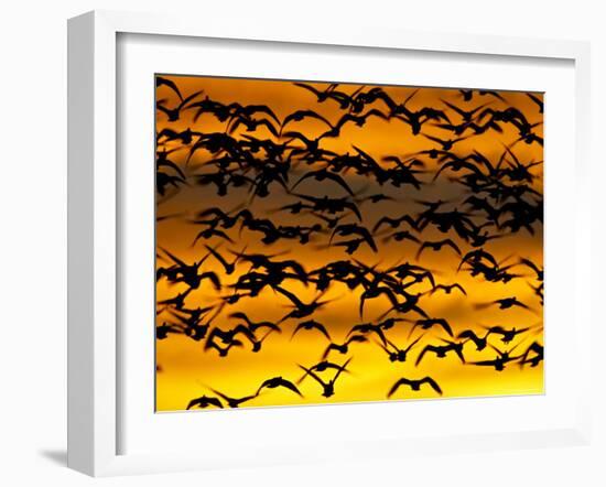 Snow Goose Flock at Dawn after a Blast Off, Bosque Del Apache National Wildlife Refuge-James Hager-Framed Photographic Print