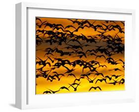 Snow Goose Flock at Dawn after a Blast Off, Bosque Del Apache National Wildlife Refuge-James Hager-Framed Photographic Print