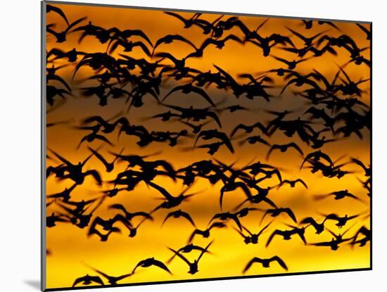 Snow Goose Flock at Dawn after a Blast Off, Bosque Del Apache National Wildlife Refuge-James Hager-Mounted Photographic Print