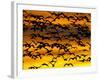 Snow Goose Flock at Dawn after a Blast Off, Bosque Del Apache National Wildlife Refuge-James Hager-Framed Photographic Print