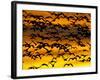 Snow Goose Flock at Dawn after a Blast Off, Bosque Del Apache National Wildlife Refuge-James Hager-Framed Photographic Print