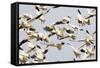 Snow Goose Flock Taking Off-null-Framed Stretched Canvas