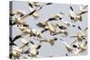 Snow Goose Flock Taking Off-null-Stretched Canvas