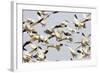 Snow Goose Flock Taking Off-null-Framed Photographic Print