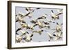 Snow Goose Flock Taking Off-null-Framed Photographic Print