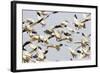 Snow Goose Flock Taking Off-null-Framed Photographic Print