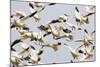 Snow Goose Flock Taking Off-null-Mounted Photographic Print