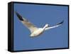 Snow Goose in Flight, Bosque Del Apache National Wildlife Refuge, New Mexico, USA-James Hager-Framed Stretched Canvas