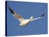 Snow Goose in Flight, Bosque Del Apache National Wildlife Refuge, New Mexico, USA-James Hager-Stretched Canvas
