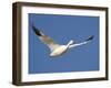 Snow Goose in Flight, Bosque Del Apache National Wildlife Refuge, New Mexico, USA-James Hager-Framed Photographic Print