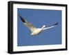 Snow Goose in Flight, Bosque Del Apache National Wildlife Refuge, New Mexico, USA-James Hager-Framed Photographic Print