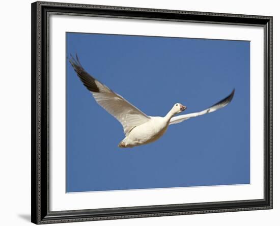 Snow Goose in Flight, Bosque Del Apache National Wildlife Refuge, New Mexico, USA-James Hager-Framed Photographic Print