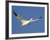 Snow Goose in Flight, Bosque Del Apache National Wildlife Refuge, New Mexico, USA-James Hager-Framed Photographic Print