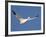 Snow Goose in Flight, Bosque Del Apache National Wildlife Refuge, New Mexico, USA-James Hager-Framed Photographic Print