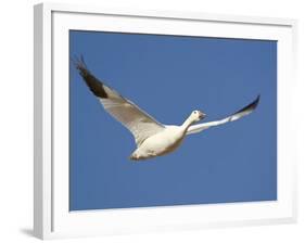 Snow Goose in Flight, Bosque Del Apache National Wildlife Refuge, New Mexico, USA-James Hager-Framed Photographic Print