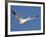 Snow Goose in Flight, Bosque Del Apache National Wildlife Refuge, New Mexico, USA-James Hager-Framed Photographic Print