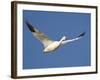 Snow Goose in Flight, Bosque Del Apache National Wildlife Refuge, New Mexico, USA-James Hager-Framed Photographic Print