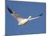 Snow Goose in Flight, Bosque Del Apache National Wildlife Refuge, New Mexico, USA-James Hager-Mounted Photographic Print