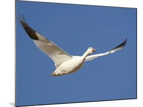 Snow Goose in Flight, Bosque Del Apache National Wildlife Refuge, New Mexico, USA-James Hager-Mounted Photographic Print