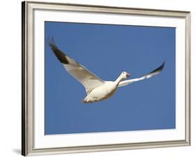 Snow Goose in Flight, Bosque Del Apache National Wildlife Refuge, New Mexico, USA-James Hager-Framed Photographic Print