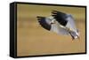 Snow Goose Landing, Bosque Del Apache NWR, New Mexico, USA-Larry Ditto-Framed Stretched Canvas