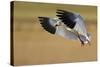 Snow Goose Landing, Bosque Del Apache NWR, New Mexico, USA-Larry Ditto-Stretched Canvas