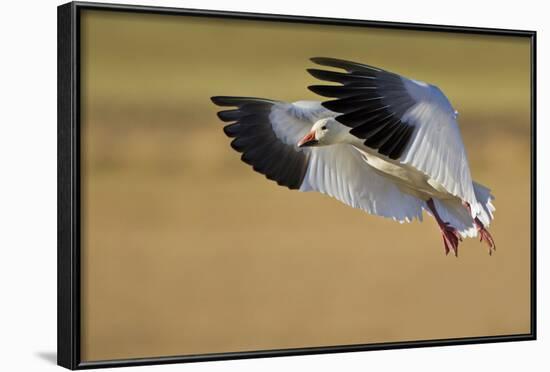 Snow Goose Landing, Bosque Del Apache NWR, New Mexico, USA-Larry Ditto-Framed Photographic Print