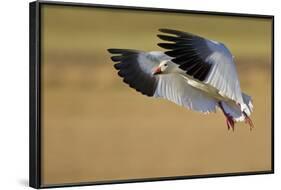 Snow Goose Landing, Bosque Del Apache NWR, New Mexico, USA-Larry Ditto-Framed Photographic Print