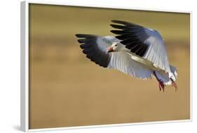 Snow Goose Landing, Bosque Del Apache NWR, New Mexico, USA-Larry Ditto-Framed Photographic Print