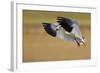Snow Goose Landing, Bosque Del Apache NWR, New Mexico, USA-Larry Ditto-Framed Photographic Print