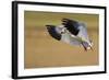 Snow Goose Landing, Bosque Del Apache NWR, New Mexico, USA-Larry Ditto-Framed Photographic Print