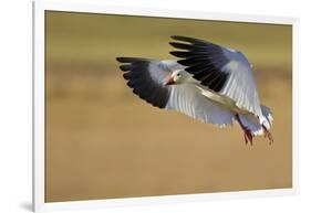 Snow Goose Landing, Bosque Del Apache NWR, New Mexico, USA-Larry Ditto-Framed Photographic Print