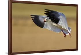 Snow Goose Landing, Bosque Del Apache NWR, New Mexico, USA-Larry Ditto-Framed Photographic Print