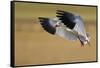 Snow Goose Landing, Bosque Del Apache NWR, New Mexico, USA-Larry Ditto-Framed Stretched Canvas