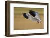 Snow Goose Landing, Bosque Del Apache NWR, New Mexico, USA-Larry Ditto-Framed Premium Photographic Print