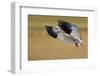 Snow Goose Landing, Bosque Del Apache NWR, New Mexico, USA-Larry Ditto-Framed Premium Photographic Print