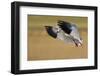 Snow Goose Landing, Bosque Del Apache NWR, New Mexico, USA-Larry Ditto-Framed Photographic Print