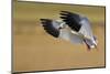 Snow Goose Landing, Bosque Del Apache NWR, New Mexico, USA-Larry Ditto-Mounted Photographic Print