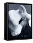 Snow Goose-Gordon Semmens-Framed Stretched Canvas