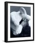 Snow Goose-Gordon Semmens-Framed Photographic Print