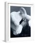 Snow Goose-Gordon Semmens-Framed Photographic Print