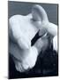 Snow Goose-Gordon Semmens-Mounted Photographic Print