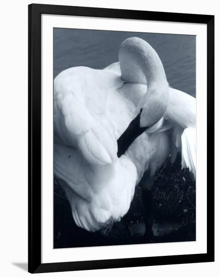 Snow Goose-Gordon Semmens-Framed Photographic Print