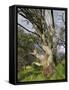 Snow Gum, Kosciuszko National Park, New South Wales, Australia, Pacific-Schlenker Jochen-Framed Stretched Canvas