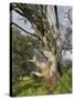 Snow Gum, Kosciuszko National Park, New South Wales, Australia, Pacific-Schlenker Jochen-Stretched Canvas