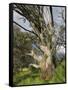 Snow Gum, Kosciuszko National Park, New South Wales, Australia, Pacific-Schlenker Jochen-Framed Stretched Canvas