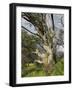 Snow Gum, Kosciuszko National Park, New South Wales, Australia, Pacific-Schlenker Jochen-Framed Photographic Print