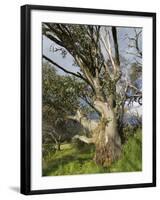 Snow Gum, Kosciuszko National Park, New South Wales, Australia, Pacific-Schlenker Jochen-Framed Photographic Print