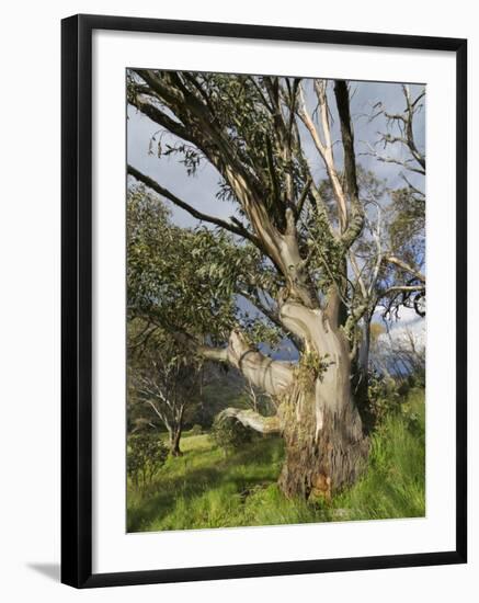 Snow Gum, Kosciuszko National Park, New South Wales, Australia, Pacific-Schlenker Jochen-Framed Photographic Print